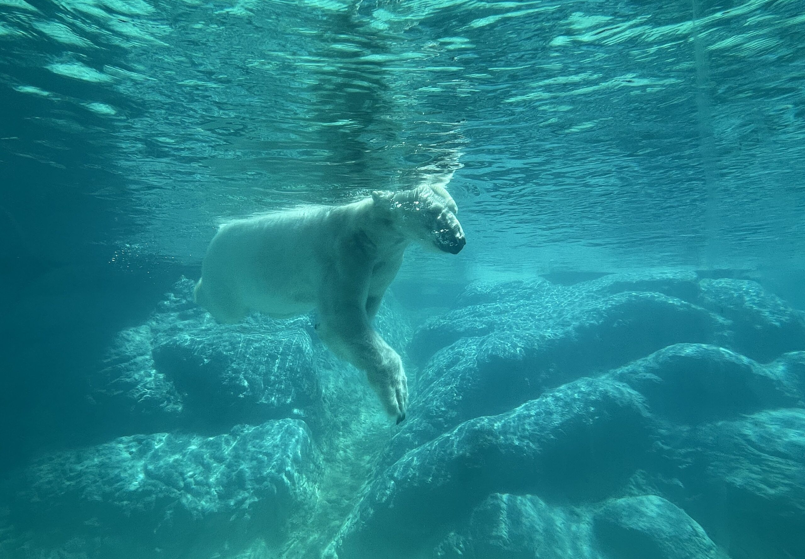 Polar Bears at the North Carolina Zoo