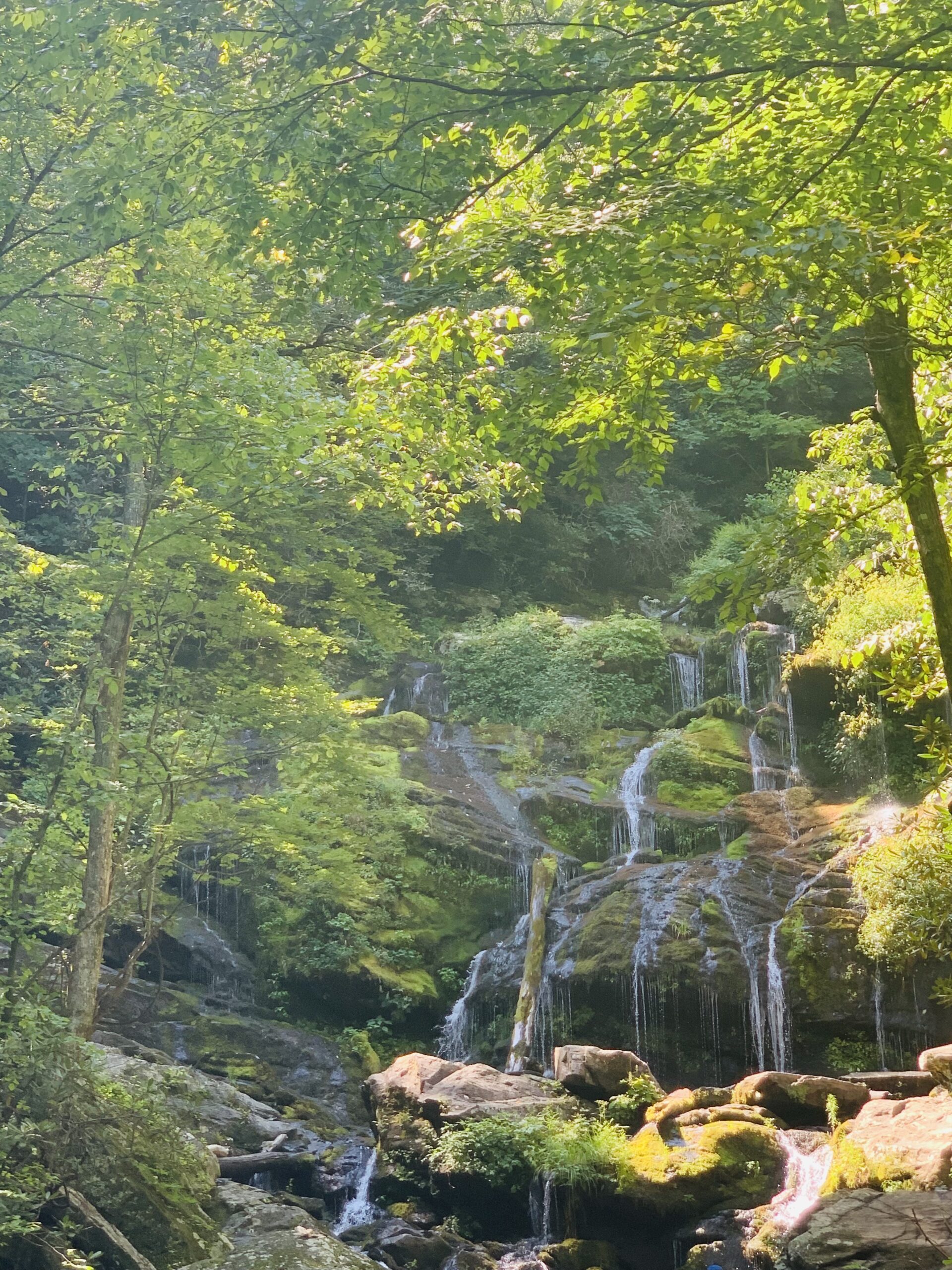 Green trees in a forest hike on Black Mountain near Charlotte, NC with a waterfall