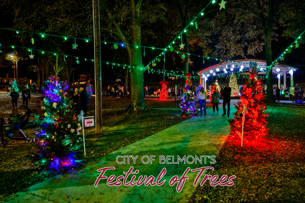 Trees with Christmas lights at the Belmont Festival of Trees