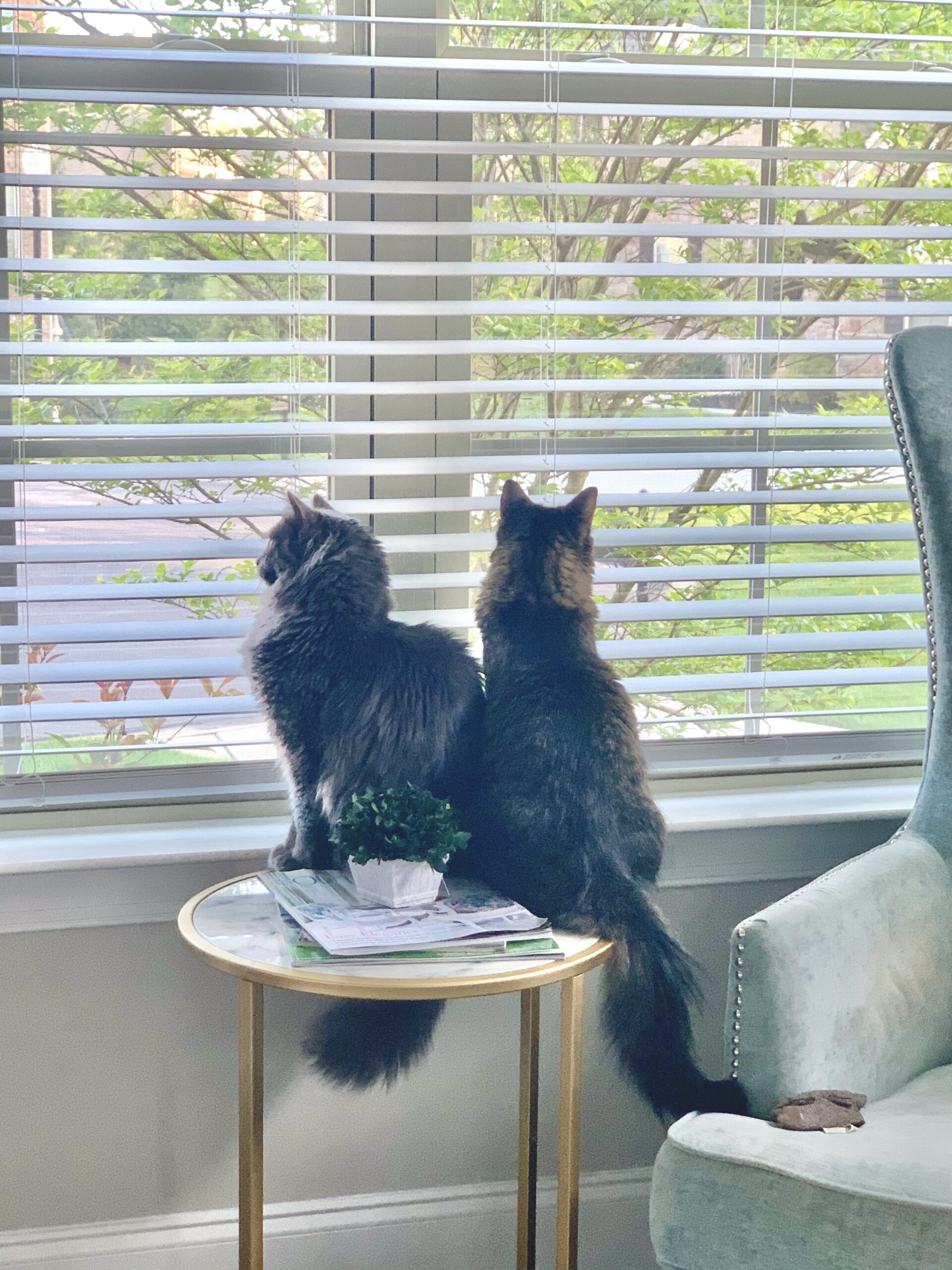 Two cats sitting at a window, looking outside
